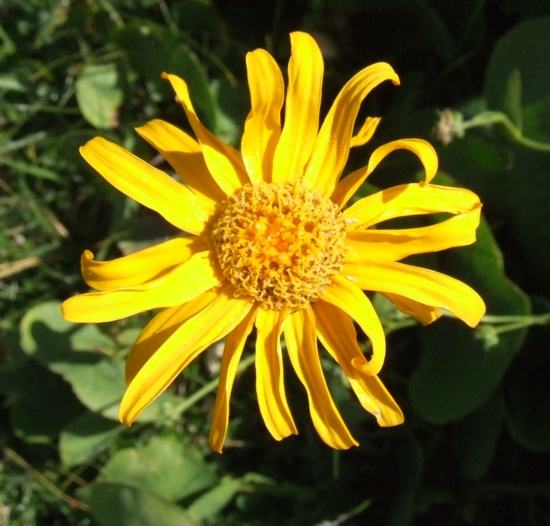 Senecio doronicum